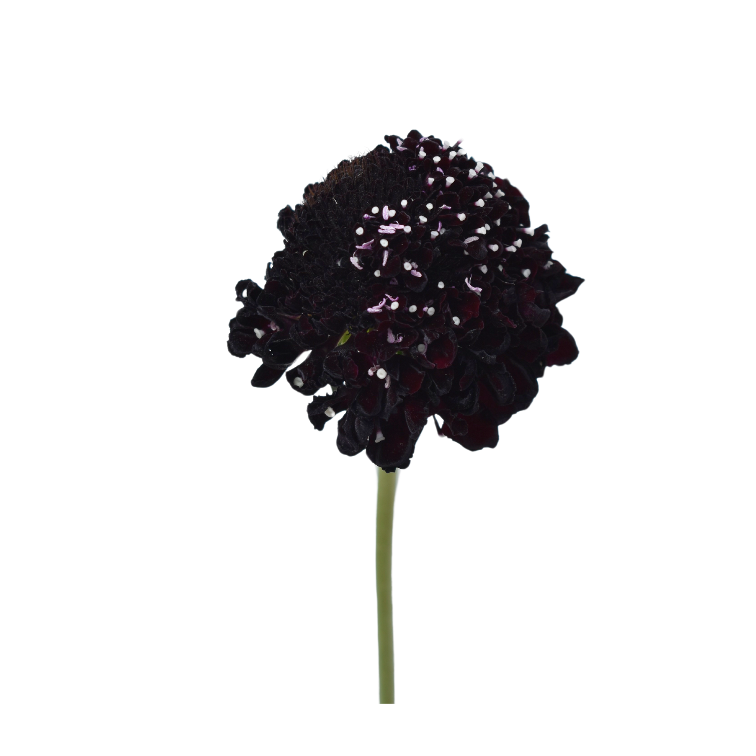 Dark Purple — wholesale