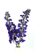 Delphinium Black Knight — wholesale