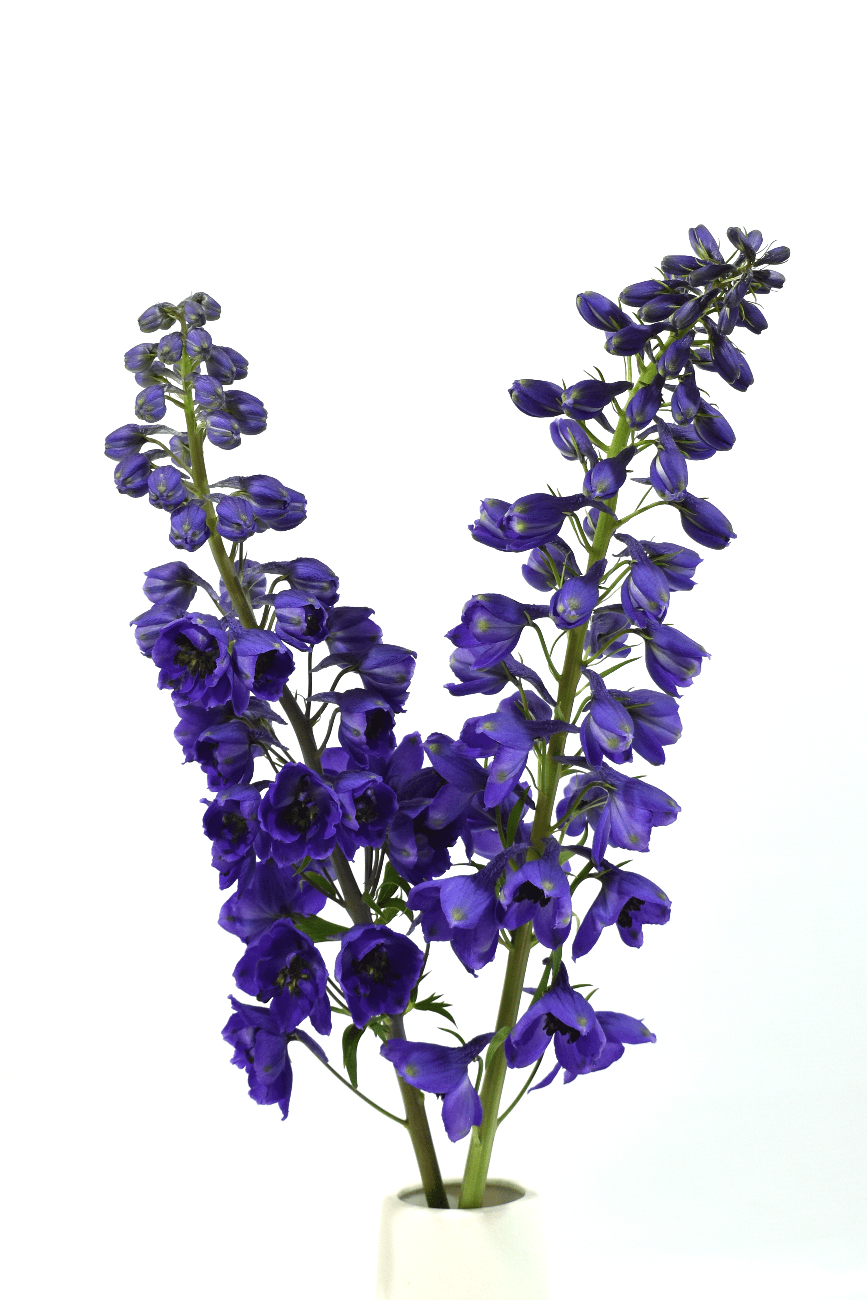Delphinium Black Knight — wholesale