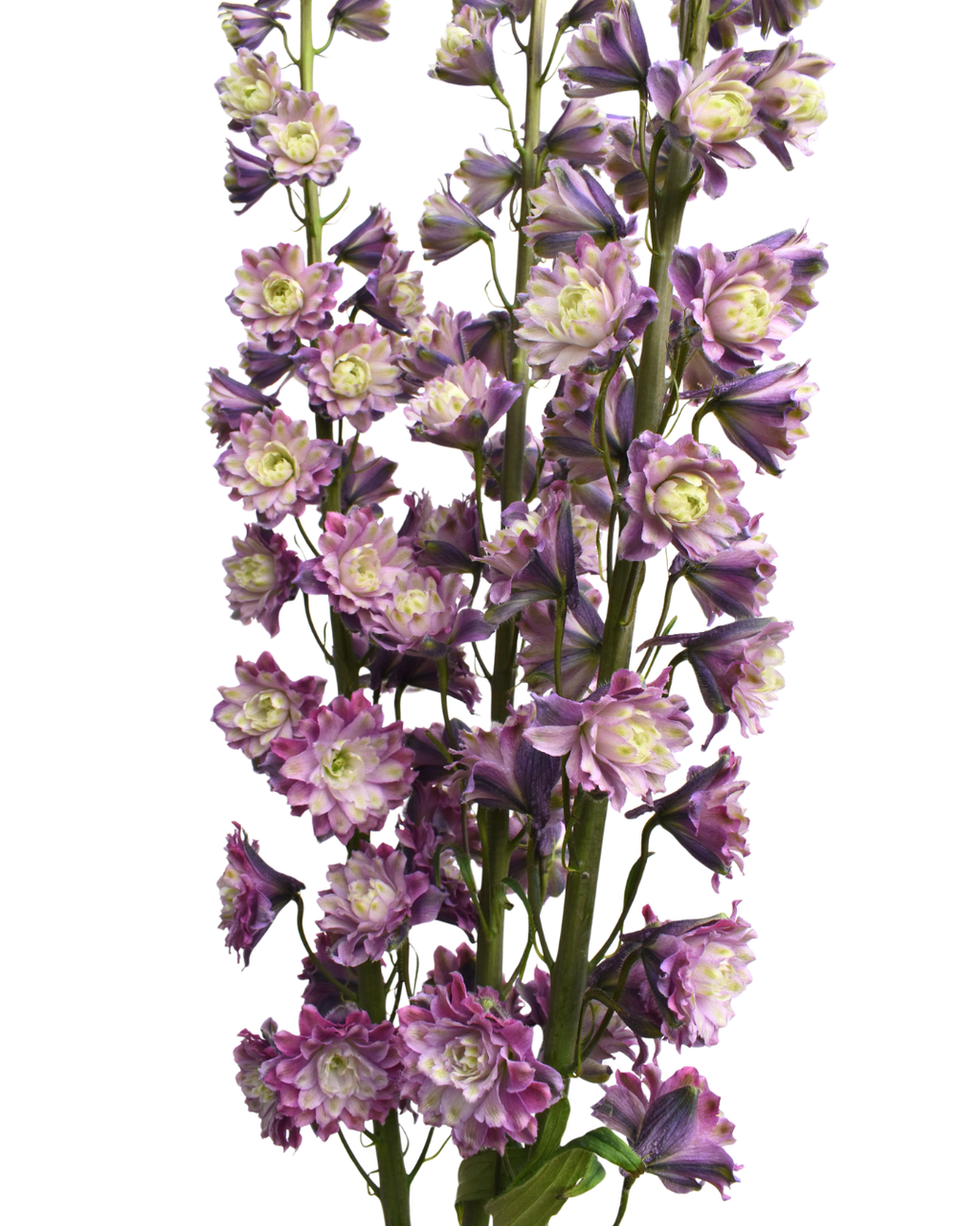 Delphinium Highlander Flamenco