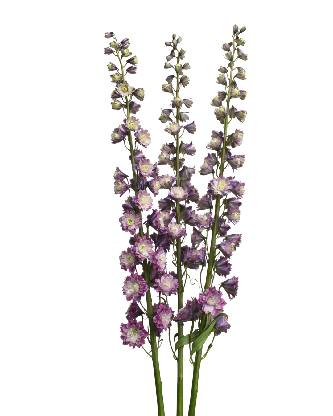 Delphinium Highlander Flamenco — wholesale
