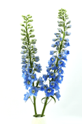 Y Delphinium Light Blue — wholesale roses