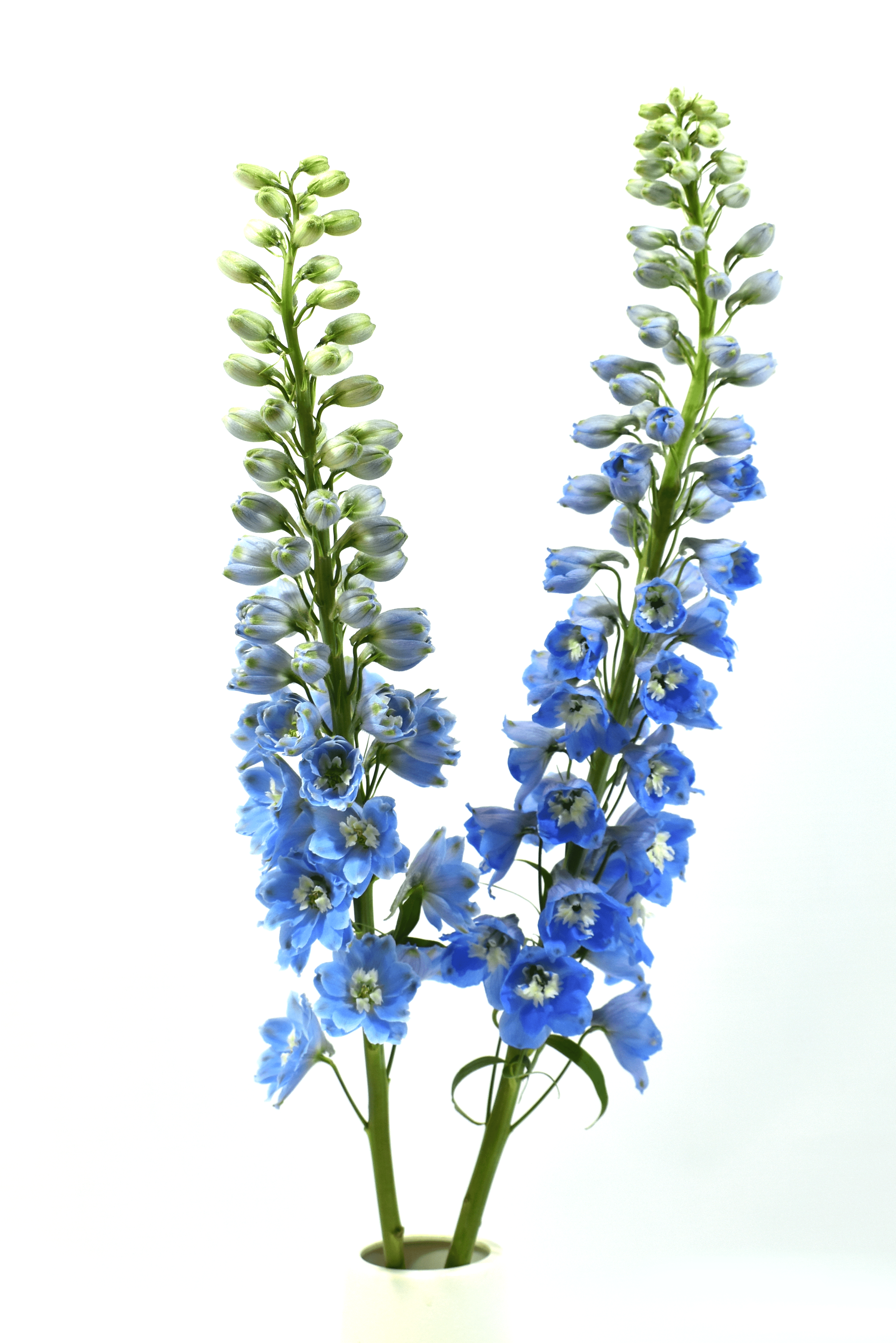 Y Delphinium Light Blue — wholesale roses