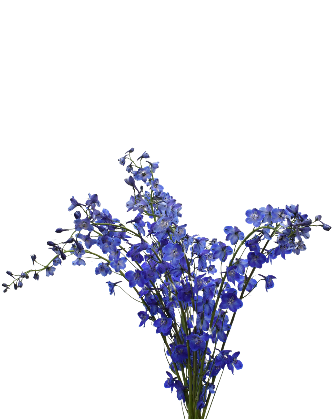 Delphinium Sea Waltz — wholesale