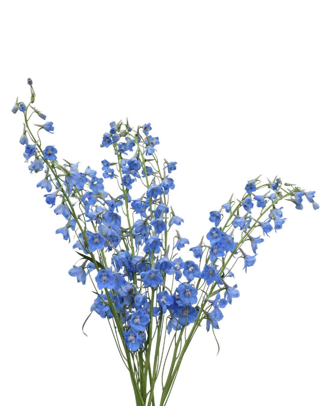 Delphinium Sky Waltz 2 — wholesale