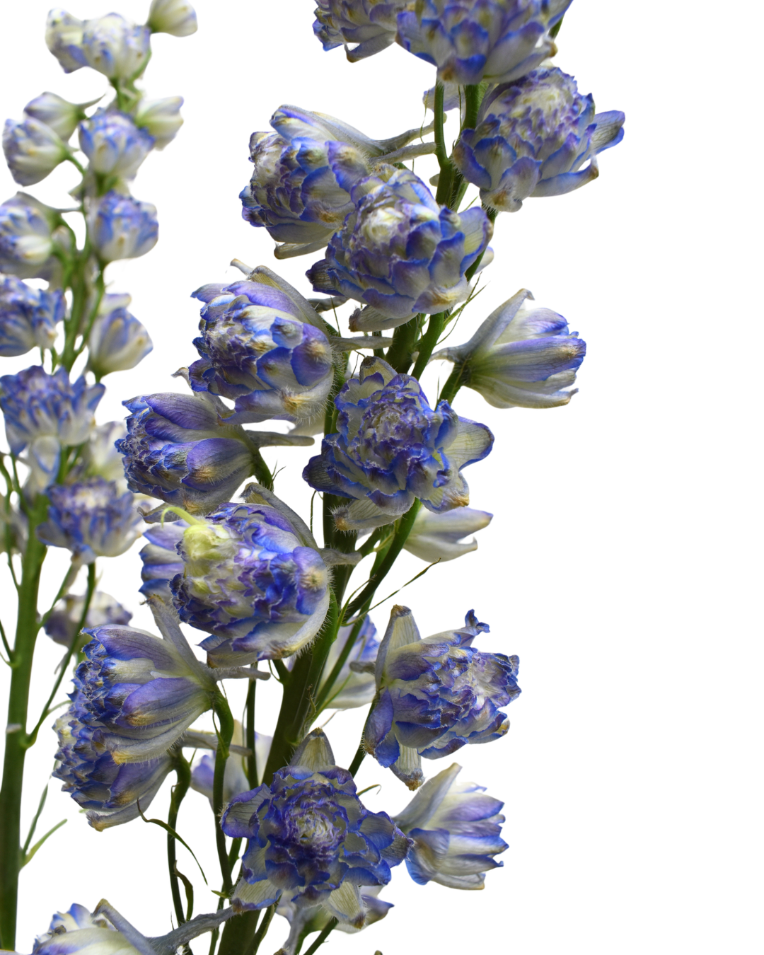 Delphinium Sweet Sensation