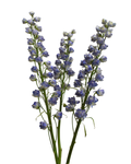 Delphinium Sweet Sensation — wholesale