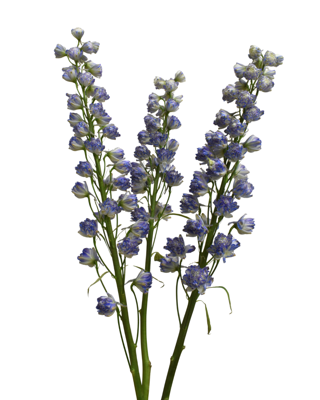Delphinium Sweet Sensation — wholesale