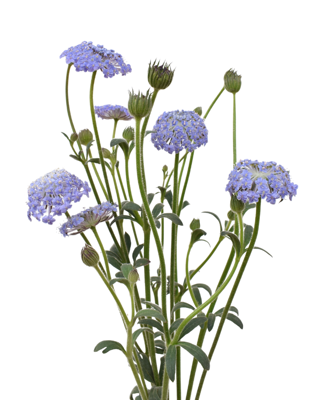 Didiscus Blue — wholesale