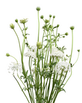 Didiscus White — wholesale