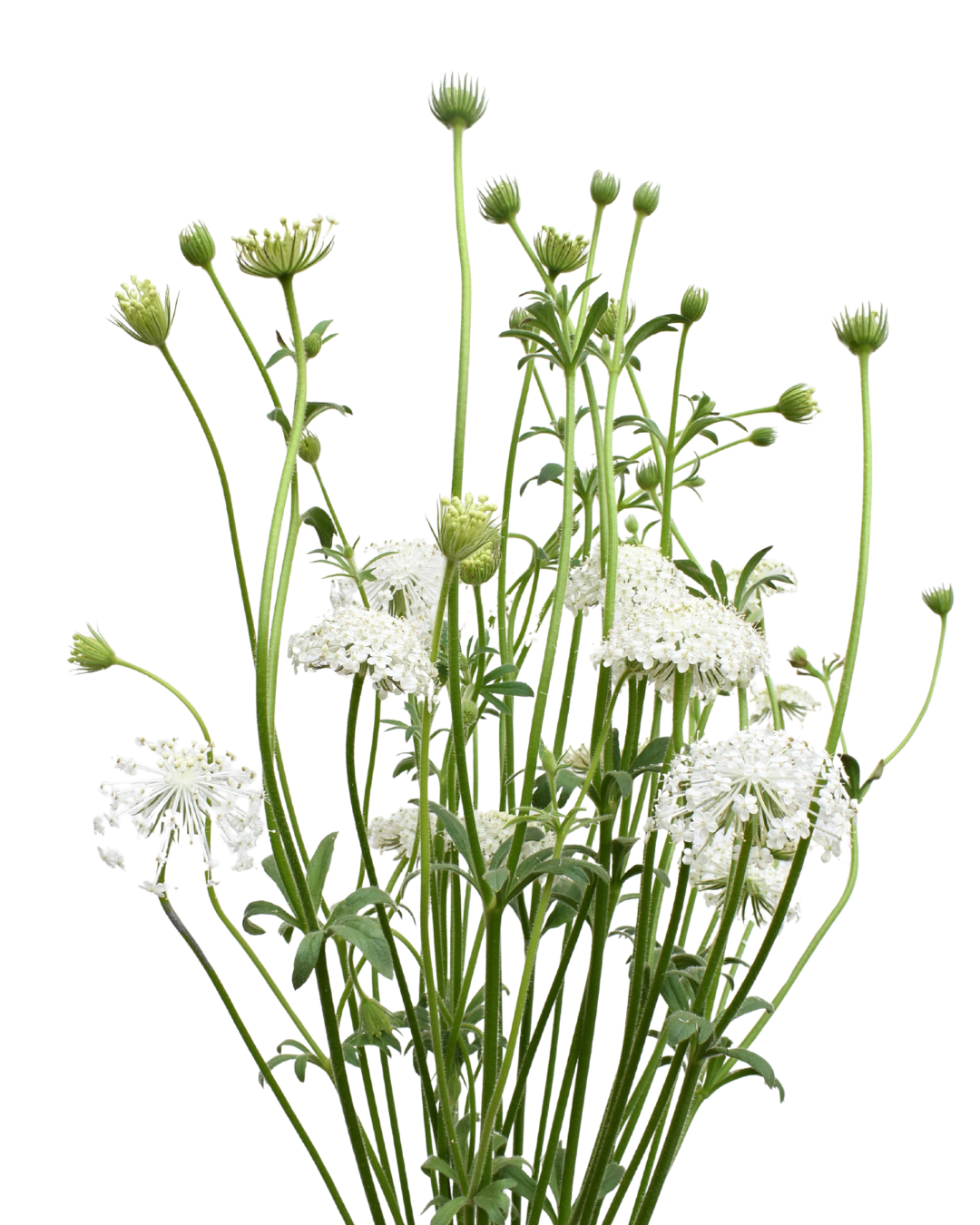 Didiscus White — wholesale