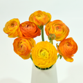Ranunculus Amadine Picotee — wholesale