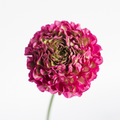 Dragon Fruit Ranunculus — wholesale