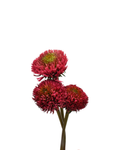 Echinacea Coral — wholesale roses