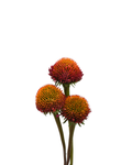 Echinacea Pod — wholesale roses