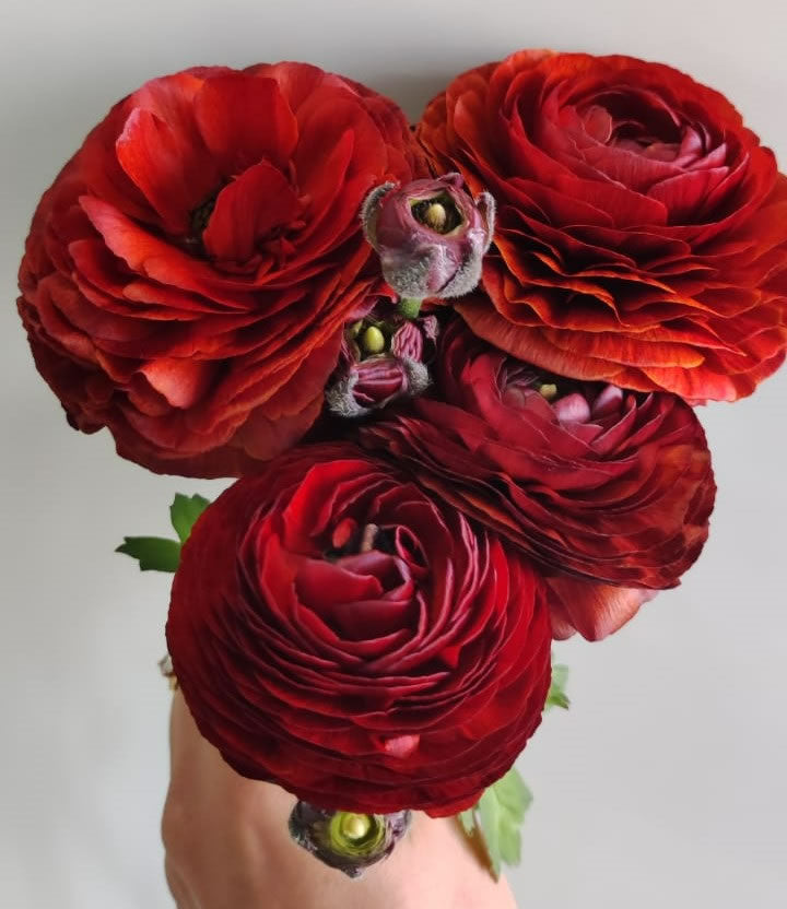 Chocolate Ranunculus — wholesale