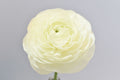 Elegance Cream — wholesale roses