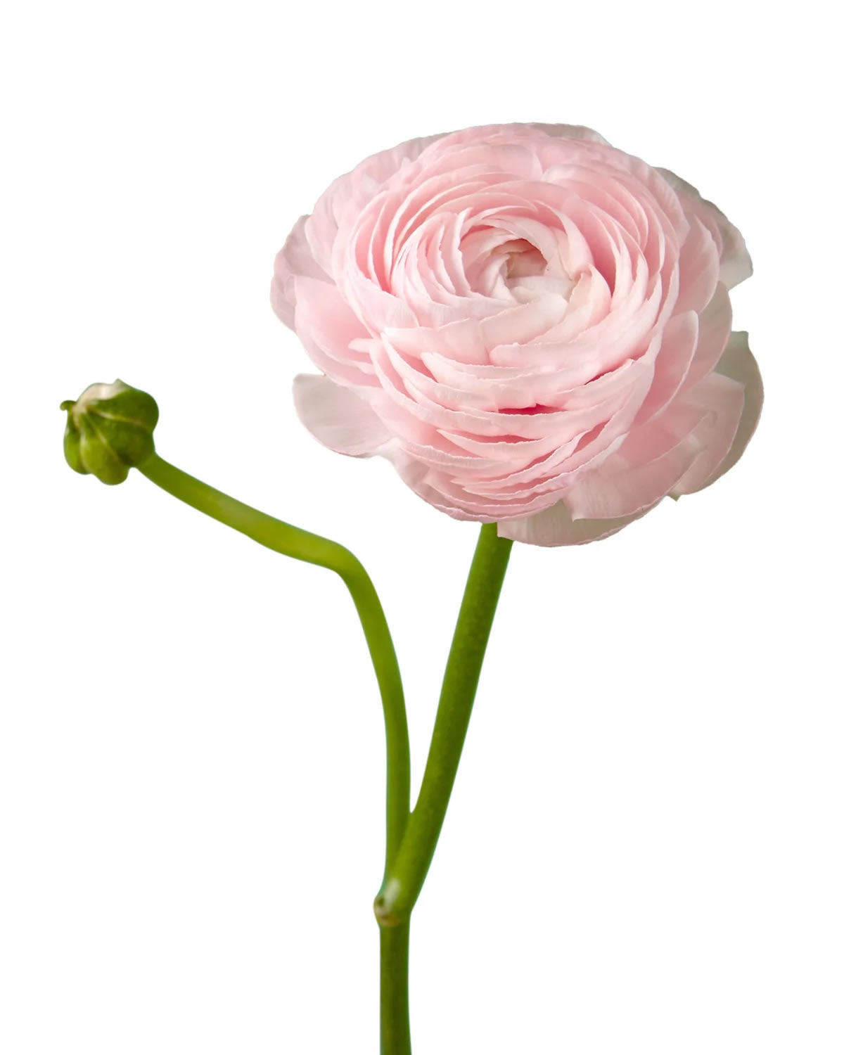 Elegance Light Pink — wholesale roses