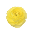 Elegance Yellow — wholesale