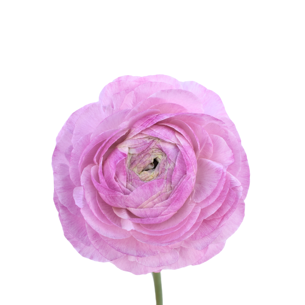 Elegance Milka Ranunculus — wholesale