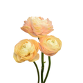 Elegance Peach Pastello Ranunculus — wholesale