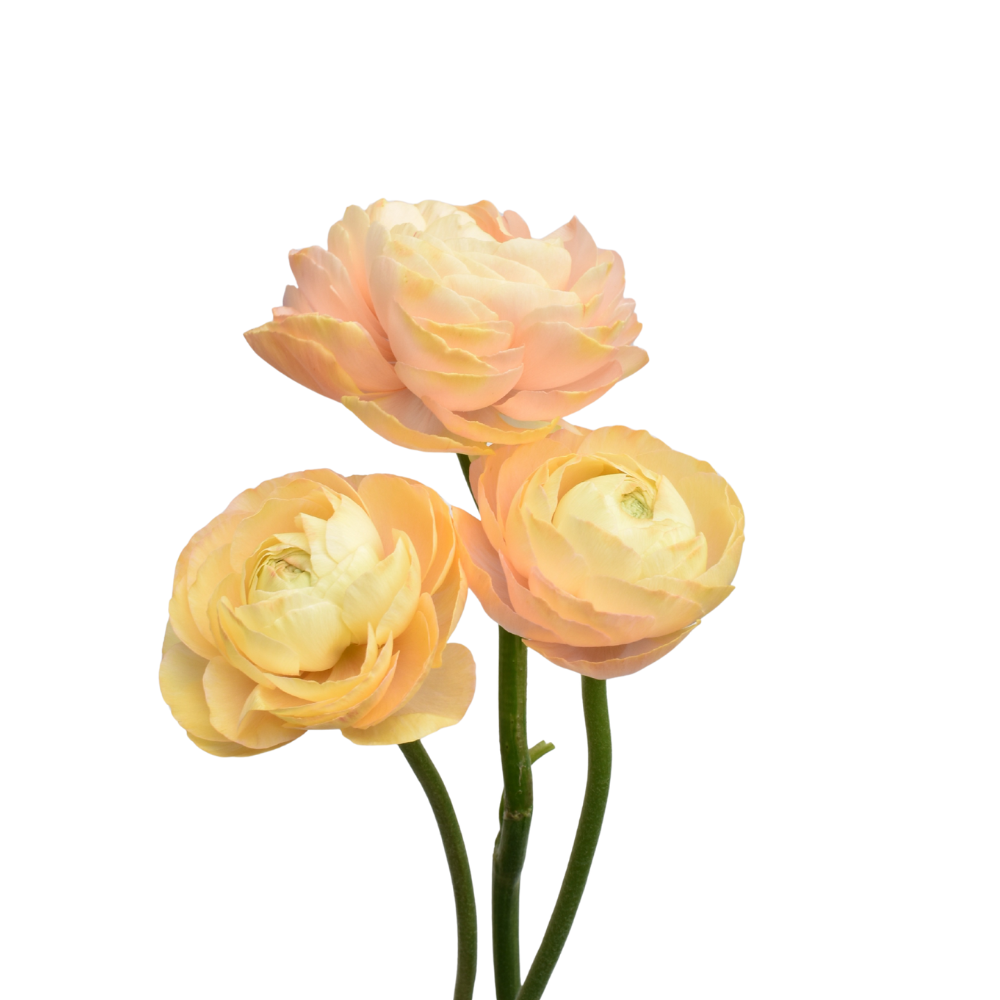 Elegance Peach Pastello Ranunculus — wholesale