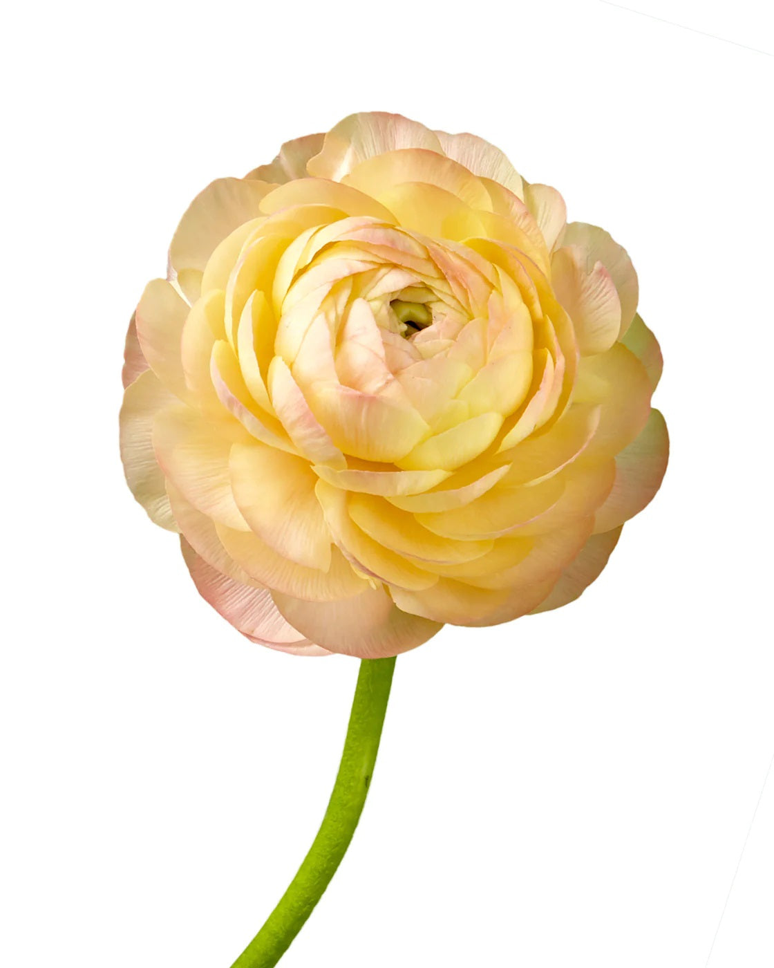 Elegance Peach — wholesale roses