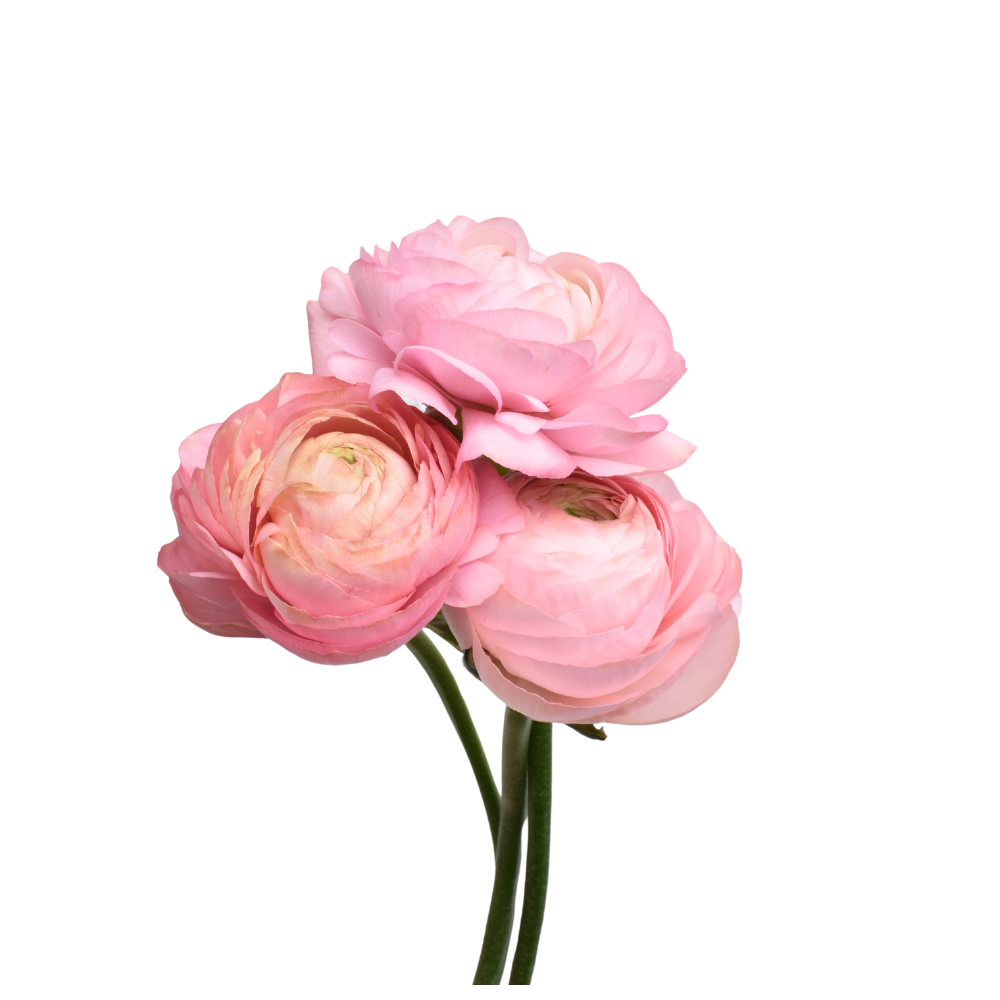 Elegance Pink Pastello — wholesale roses