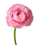 Pink 2 Ranunculus — wholesale