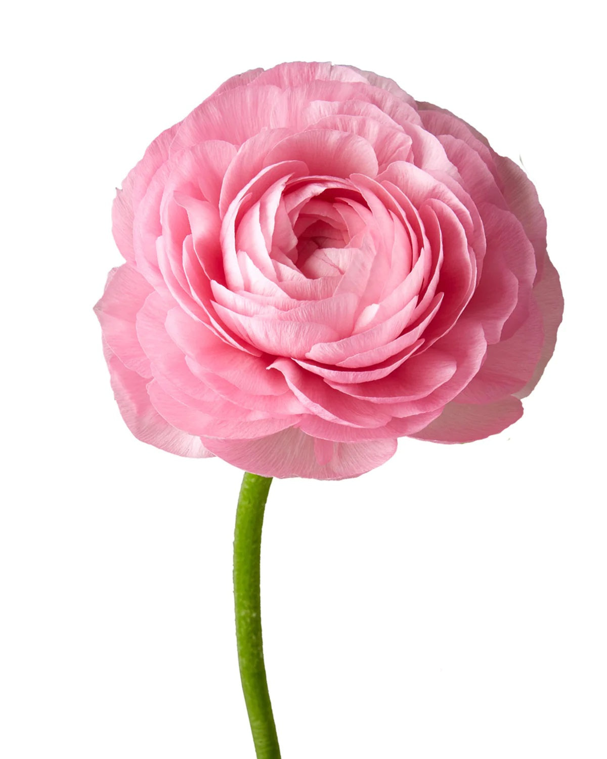 Pink 2 Ranunculus — wholesale