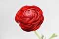 Elegance Red — wholesale roses