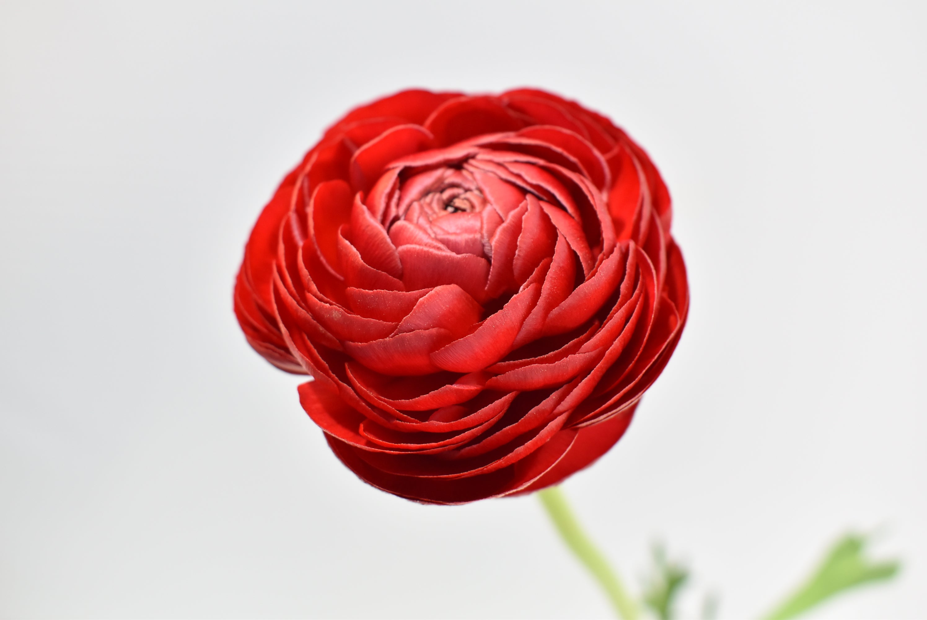Elegance Red — wholesale roses