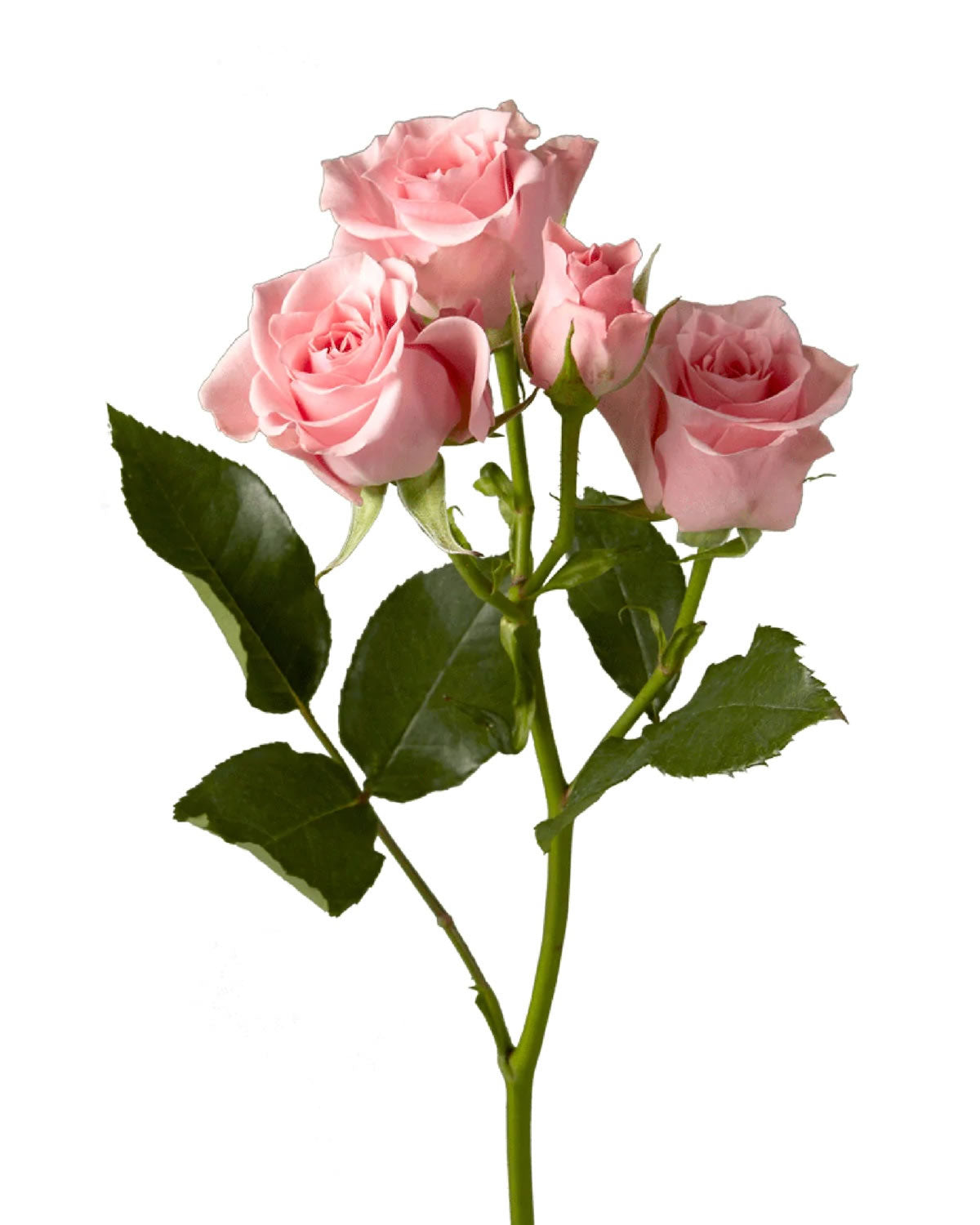 Elva Spray Rose — wholesale