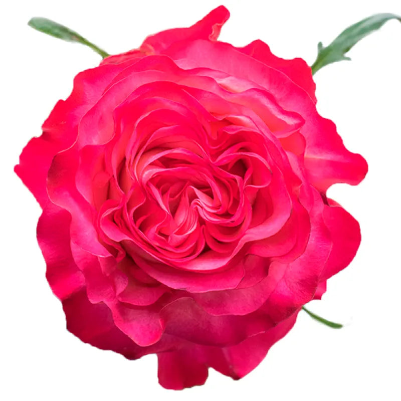 Enchantment Rose
