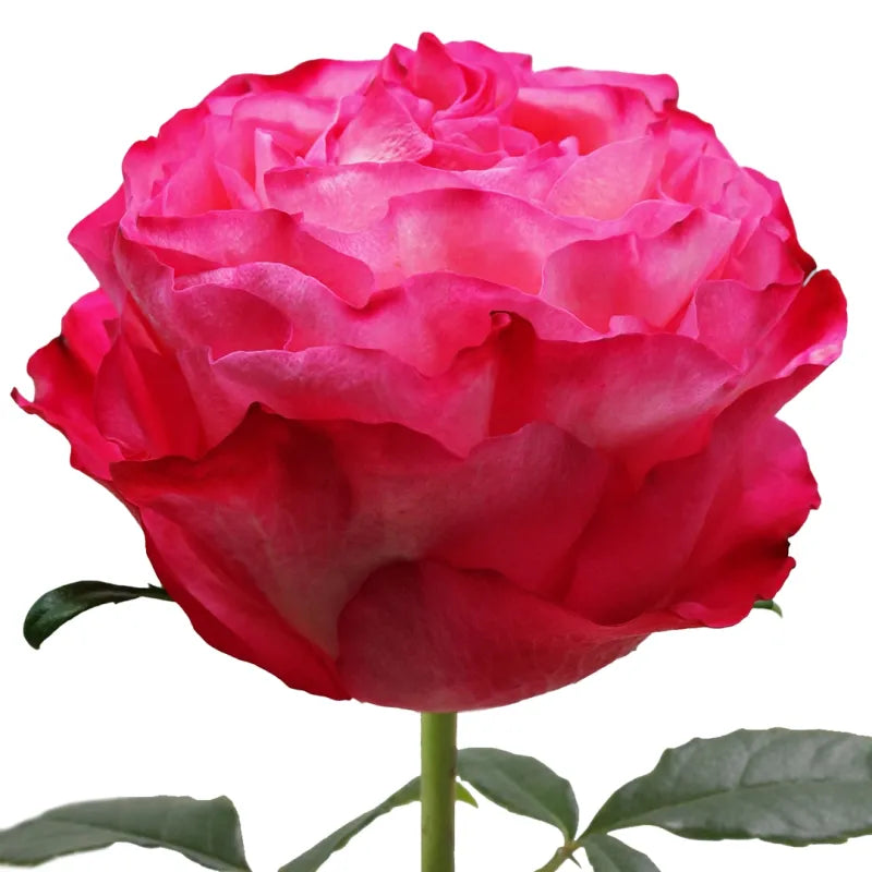 Enchantment Rose