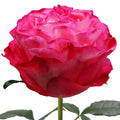 Enchantment Rose
