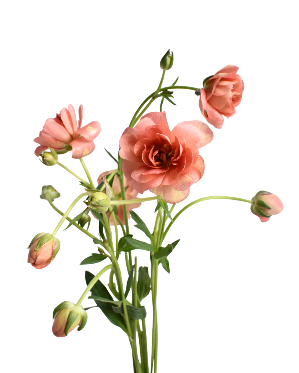 Eris Ranunculus