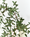 Parvula Gum Eucalipto — wholesale