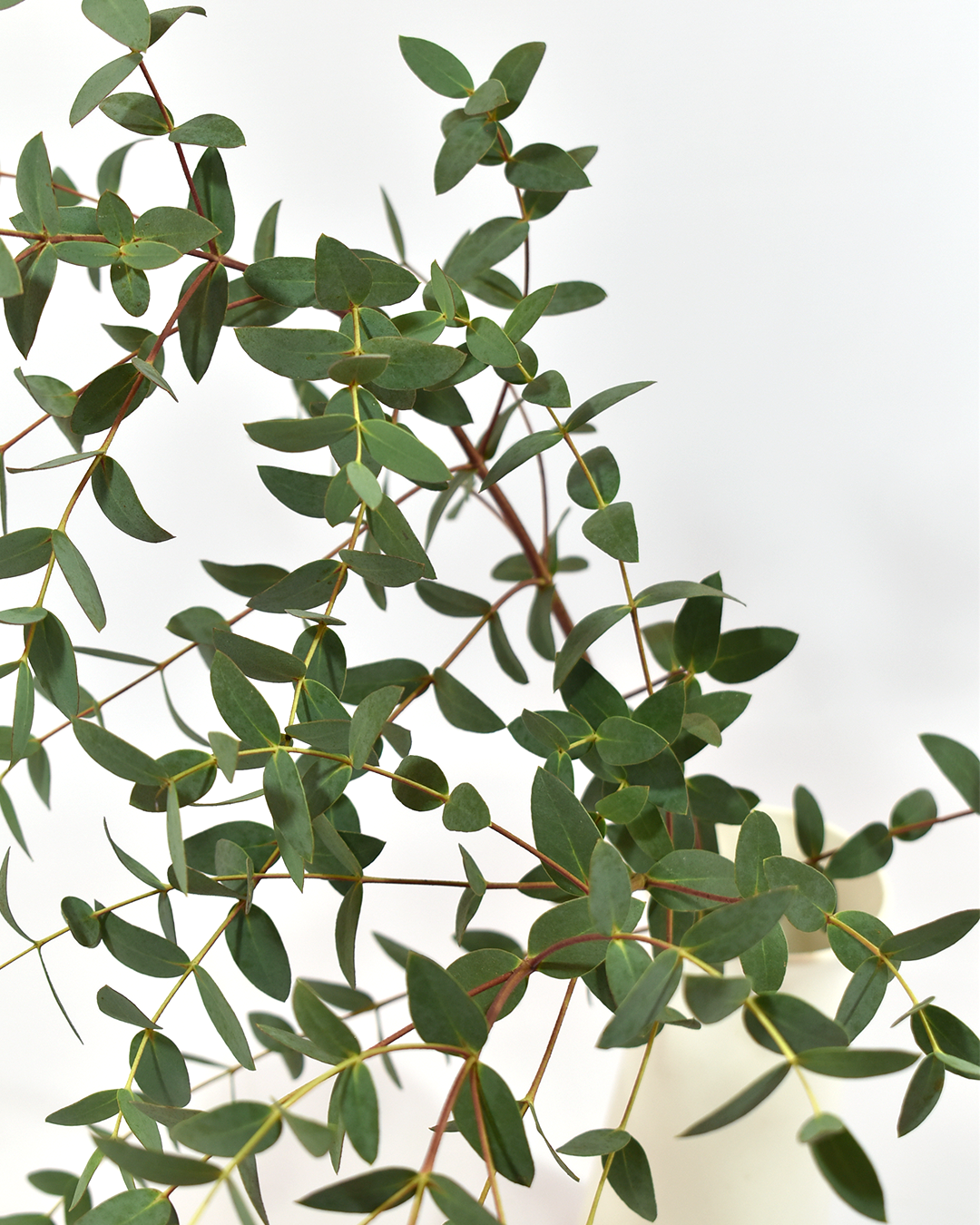 Parvula Gum Eucalipto — wholesale