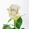 Early Grey — wholesale roses