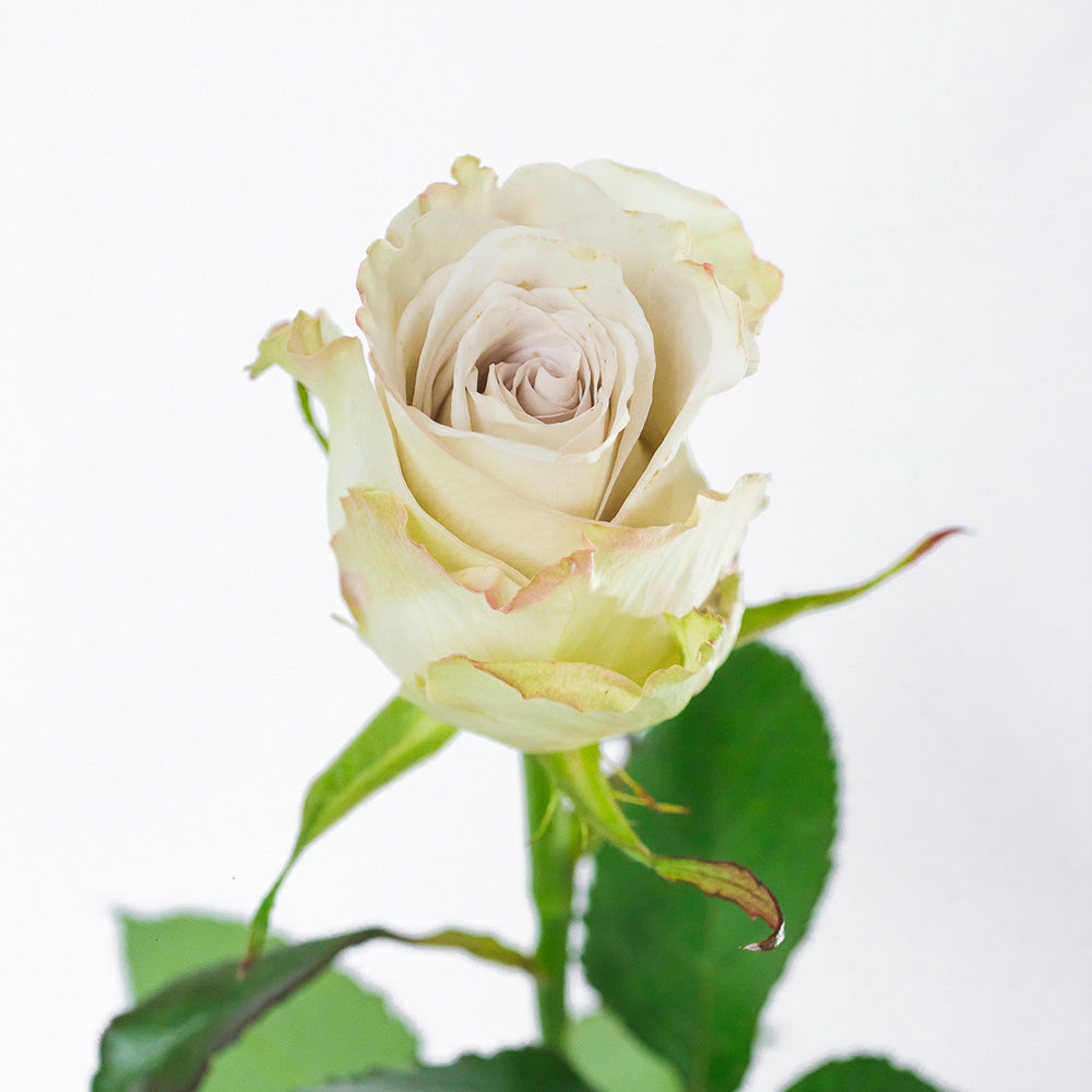 Early Grey — wholesale roses