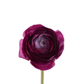 Elegance Burgundy Ranunculus — wholesale