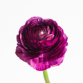 Malva Ranunculus — wholesale