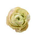Elegance Pastello Vintage Ranunculus — wholesale