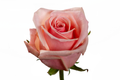 Essencial Rose, wholesale light pink roses