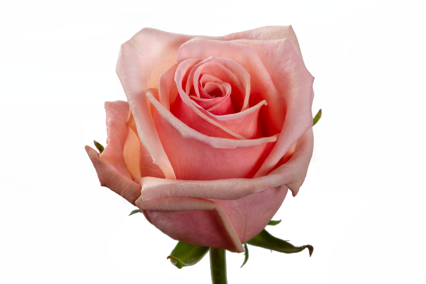Essencial Rose, wholesale light pink roses