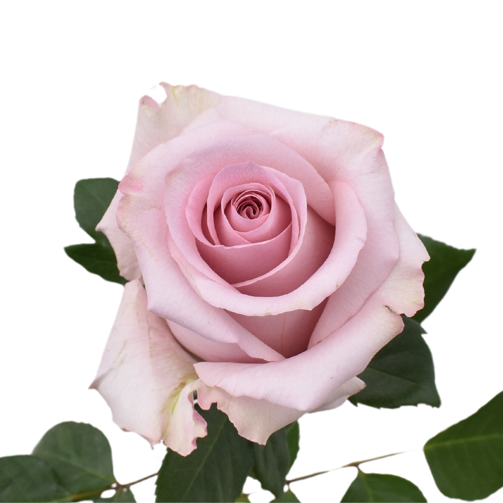 Fair Lady — wholesale roses