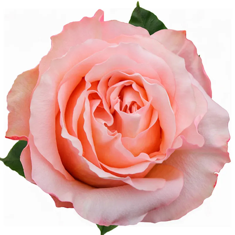 Fascination Rose