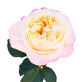 Fatima Garden Rose — wholesale