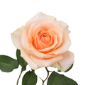 Felicity — wholesale roses